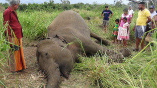 Sri Lanka, sette elefanti trovati morti: avvelenati perch&eacute; hanno sconfinato nei campi?