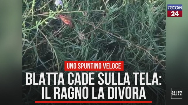 Blatta cade sulla tela: il ragno la divora