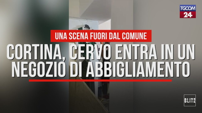 Cortina d'Ampezzo, cervo entra in un negozio d'abbilgiamento