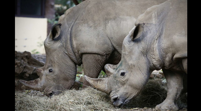 Festa al Bioparco di Roma: dopo 20 anni arrivati due rinoceronti bianchi