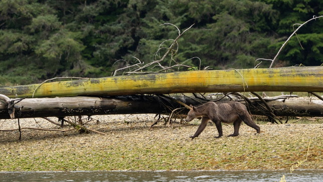Canada, i grizzly stanno morendo di fame per la mancanza di salmoni nei fiumi