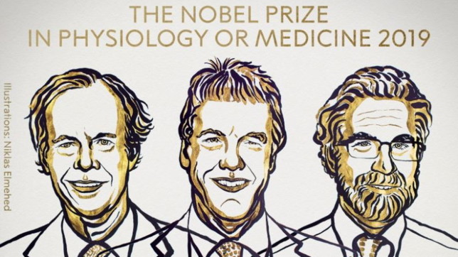 nobel per la medicina, radcliffe, semenza, kailin