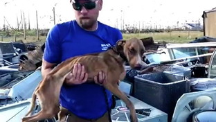 Bahamas, il cane Miracle estratto vivo dalle macerie dell&rsquo;uragano Dorian