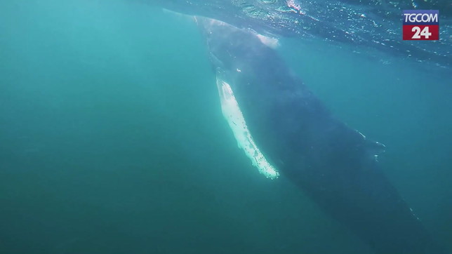 Scozia, volontari salvano una megattera intrappolata nelle reti da pesca