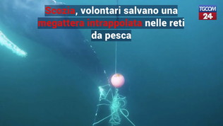 Scozia, volontari salvano una megattera intrappolata nelle reti da pesca