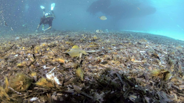 Discariche di rifiuti sui fondali dei mari italiani, la quasi totalit&agrave; &egrave; plastica