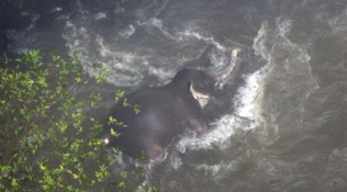 Thailandia, elefanti tentano di salvare un cucciolo e precipitano in una cascata: è strage