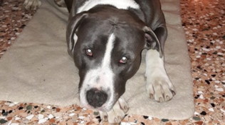 Cane impallinato nelle campagne
del Trevigiano: si cerca un cacciatore