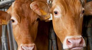 Lodi,  mucca “ribelle”scappa da una azienda agricola: è in libertà da tre mesi