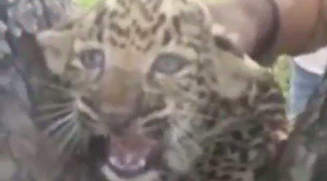 India, maltrattano cucciolo di leopardo: il video diventa virale, shock in Rete