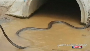 Thailandia, cobra da record 
