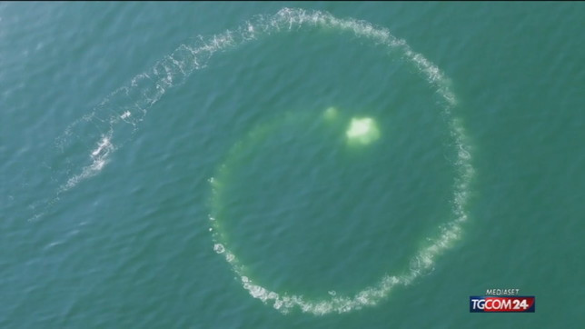 Così le balene vanno a caccia