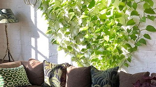 Ricadenti e rampicanti