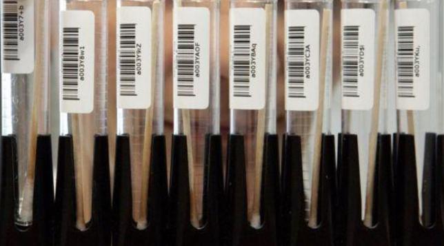 Dna ricerca sangue ricercatore test