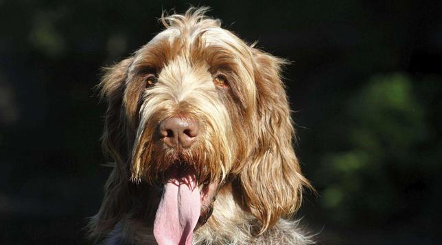 cane generica
