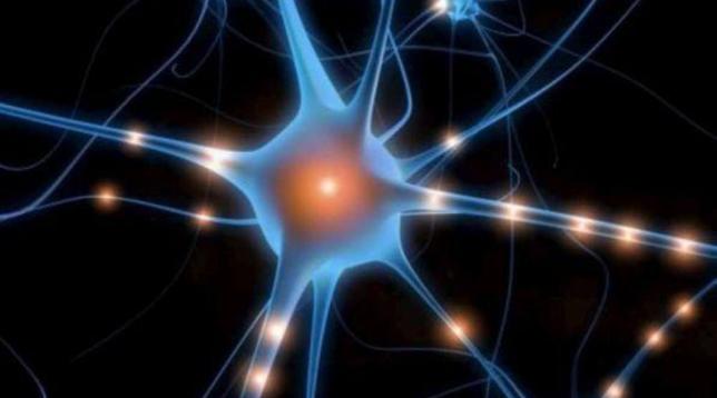 neurone neuroni cervello