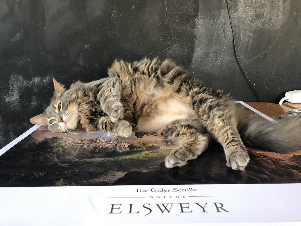 The Elder Scrolls Online - #SlayDragonsSaveCats