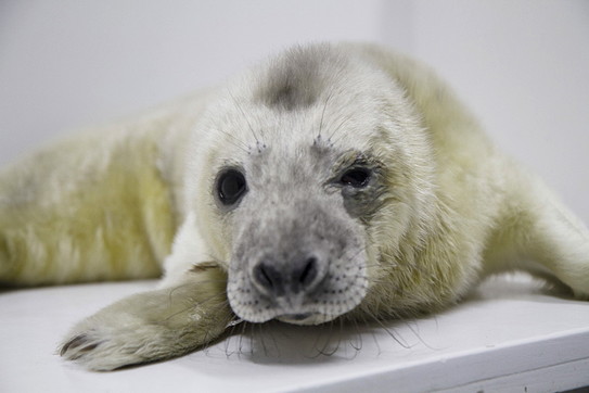 Olaf, foca grigia, cucciolo, olanda