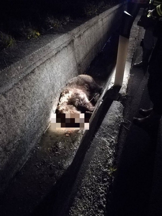 Mamma orsa investita e uccisa nella notte di Natale nell'Aquilano, il Parco Nazionale d'Abruzzo agli automobilisti: "Fate attenzione, il cucciolo la cerca"