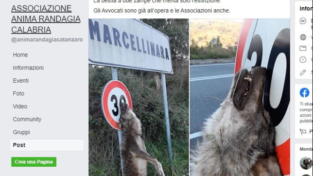 Orrore nel Catanzarese: lupo ucciso e appeso al cartello stradale