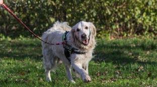 Massacra di botte il suo cane e lo getta nella spazzatura: 29enne incastrato dalle telecamere a Modena