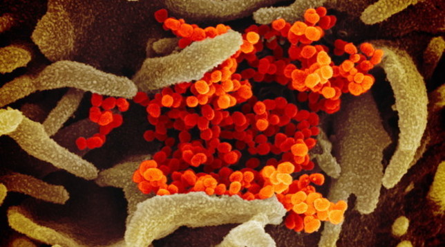 coronavirus