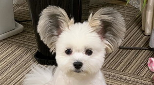 Ecco Goma, la nuova star a quattro zampe di Instagram con le orecchie da Topolino