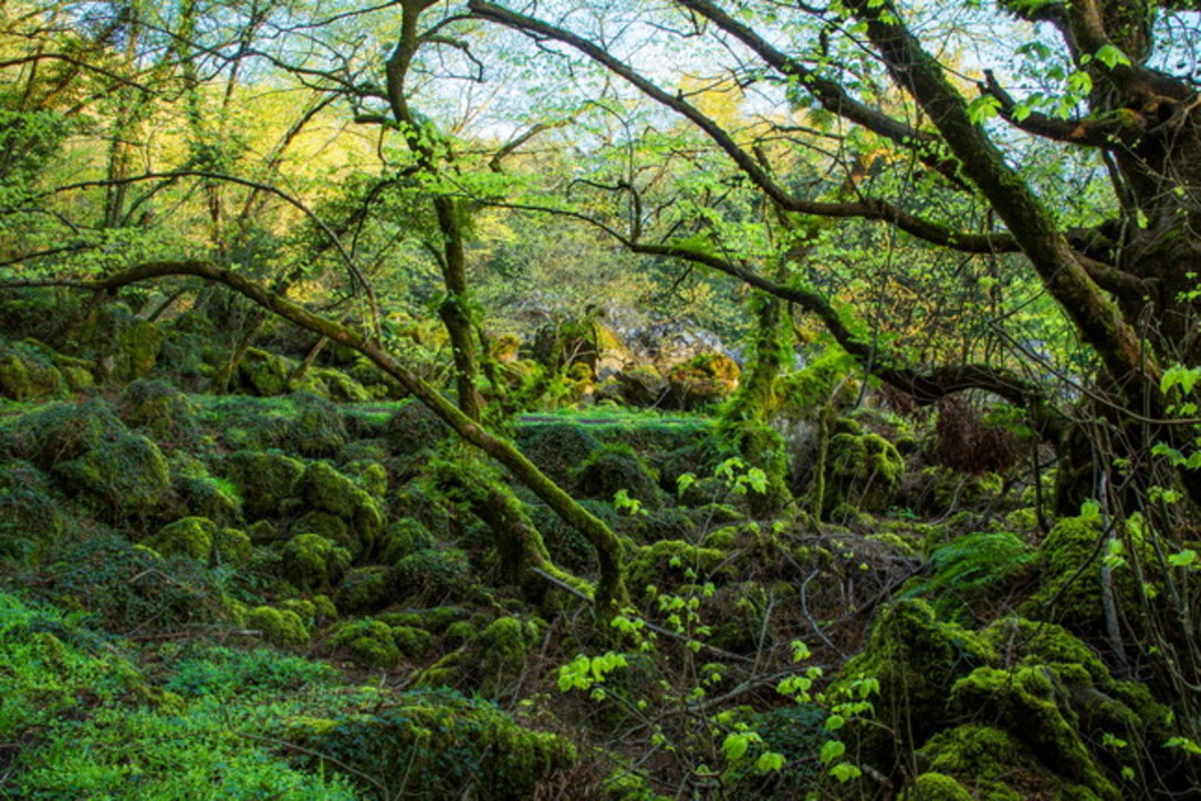 Lazio Bosco del Sasseto, la magia di una foresta fatata