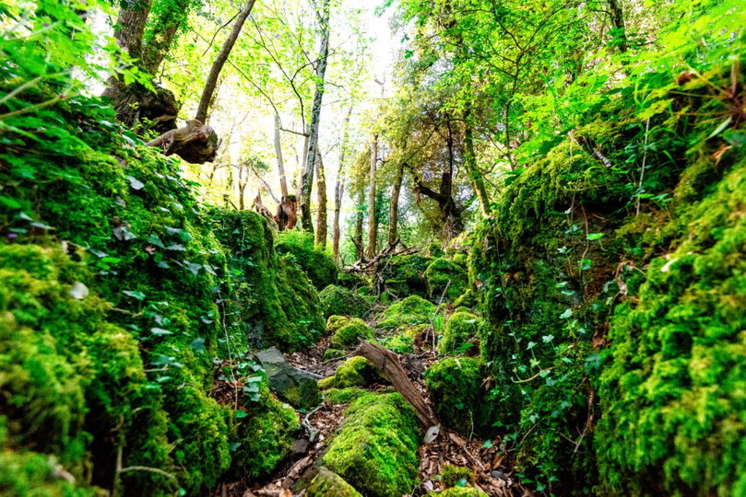 Lazio Bosco del Sasseto, la magia di una foresta fatata