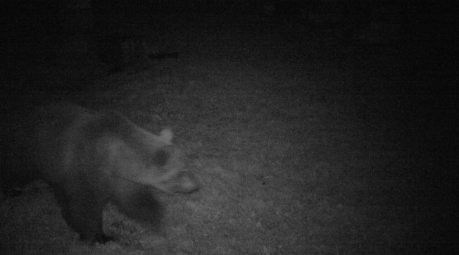 orso, piemonte, val d'ossola