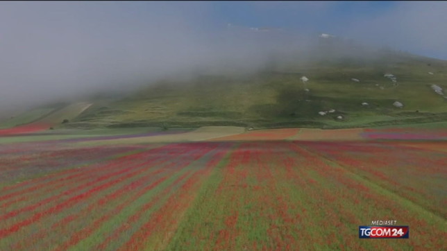 La spettacolare fioritura di Castelluccio