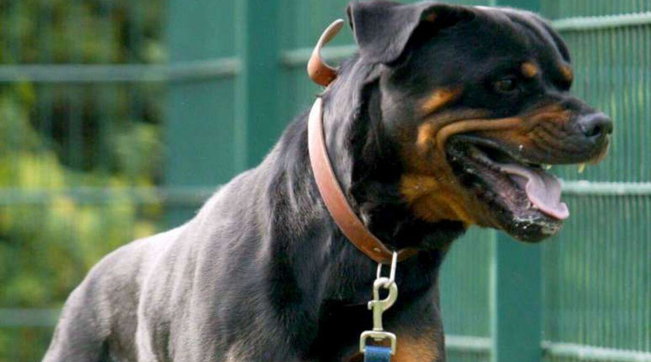 Rottweiler