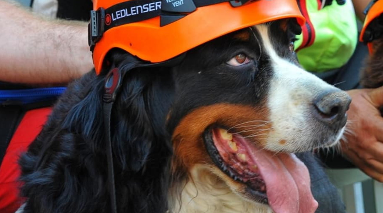 Addio a Kreole, il cane dei vigili del fuoco protagonista di molte ...