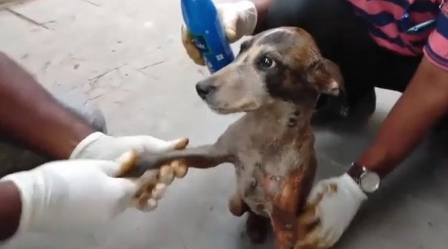 Champi, cane, volontari, Peta
