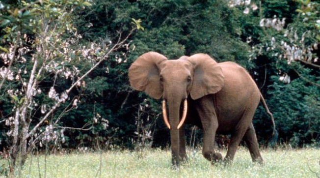 elefanti, thailandia, wwf, bracconaggio, avorio, zanne