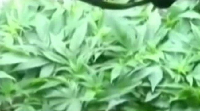 Marijuana light e legale: il nuovo mercato esplode in Italia