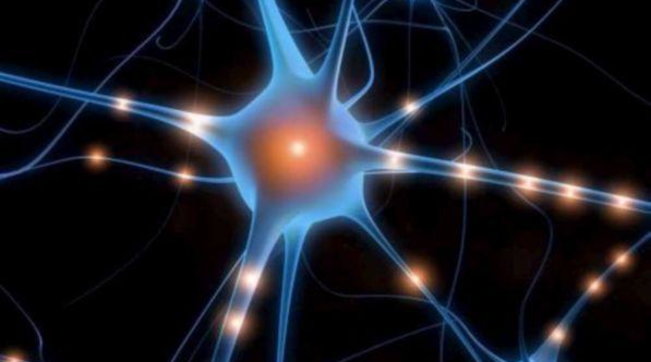 Ercolano Scoperti Neuroni Integri Nel Cervello Di Una Vittima Dell 