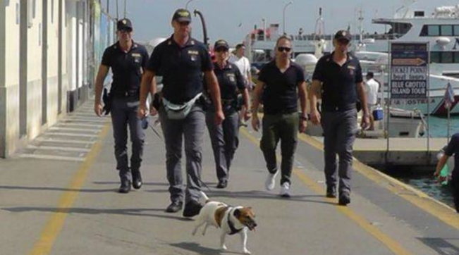 camorra, cane antidroga, questura di napoli, pocho, jack russel