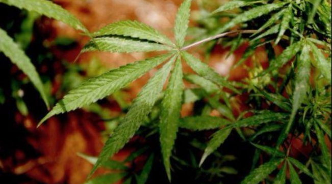 cannabis, erba