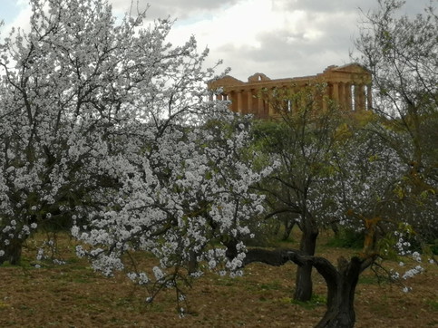 Sicilia,agrigento, fioritura, mandorli, valle dei templi