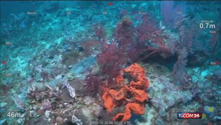 Scoperta nuova barriera corallina