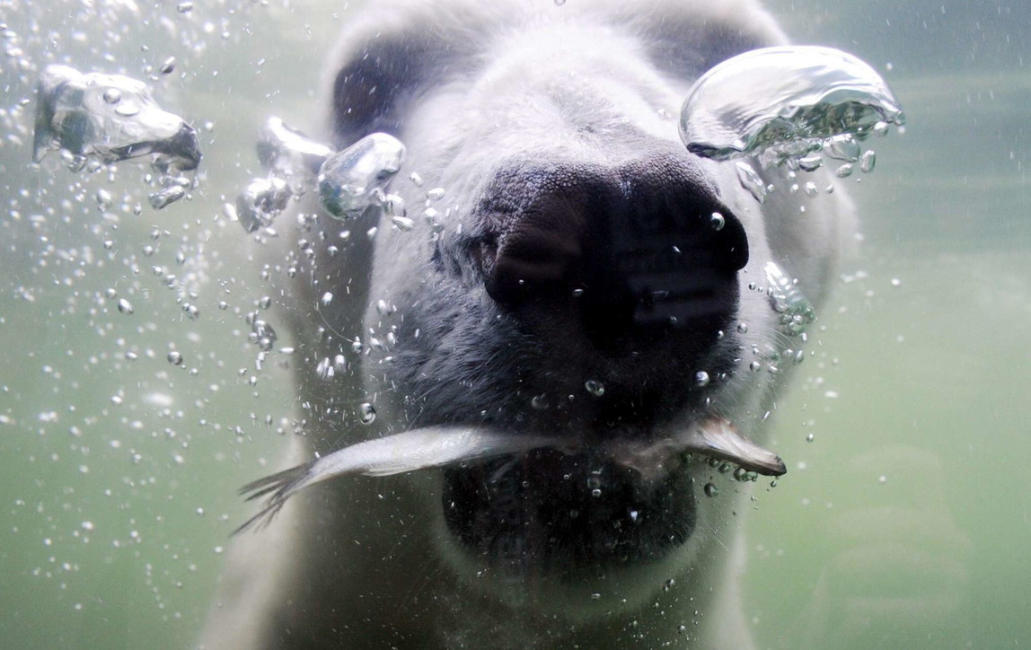 Animali artici in pericolo per colpa del surriscaldamento