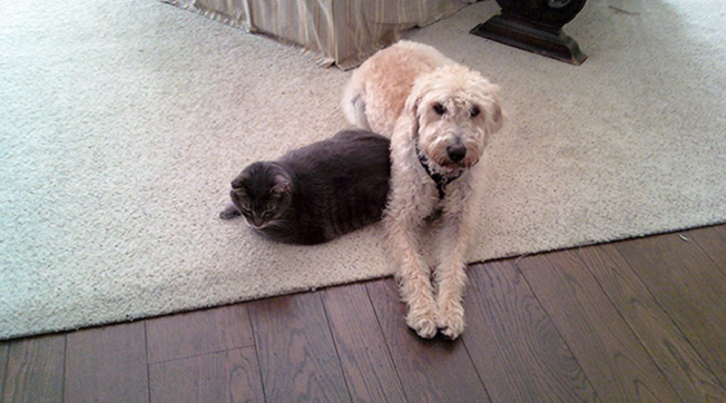 cani e gatti