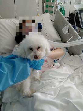 Arezzo, anziana ricoverata per Covid chiede di rivedere il cane e la sua salute migliora