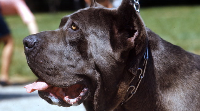 cane corso