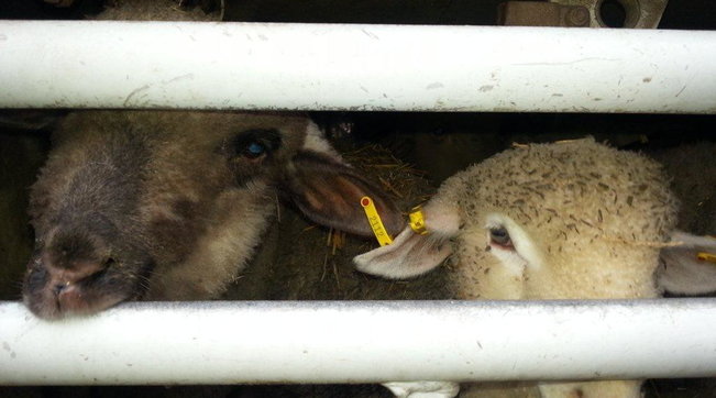 agnelli pasqua trasporto animali macello