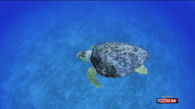 Riscaldamento dei mari, a rischio i fondali degli oceani