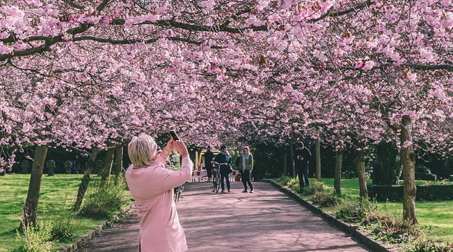 Danimarca in fiore: la splendida primavera del Nord