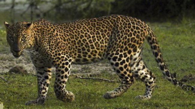 Cina Tre Leopardi Fuggono Dallo Zoo L allarme Scatta Dopo Una Settimana