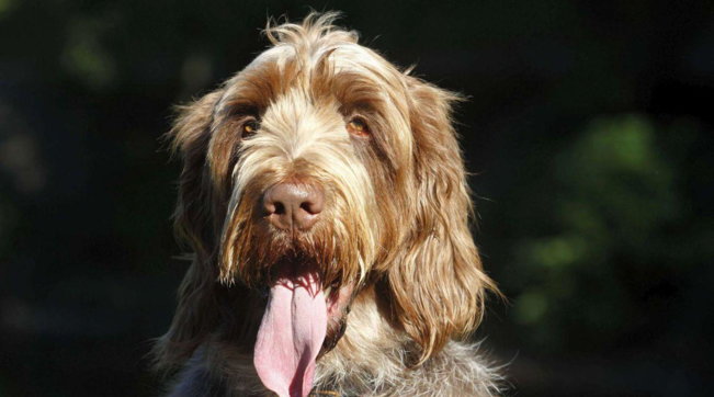 cane generica